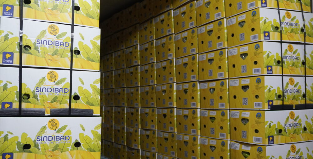 PROCESO - SINDIBAD 11/07/2025